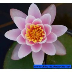 Lilia wodna Marliacea Rosea