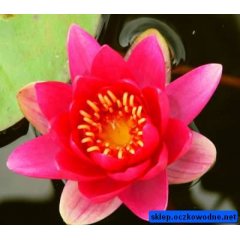 Lilia wodna Gloriosa