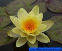 Lilia wodna Marliacea Chromatella
