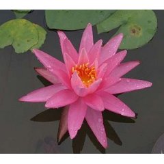 Lilia wodna Rose Arey