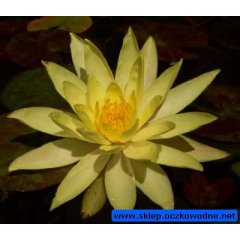 Lilia wodna Sulphurea 
