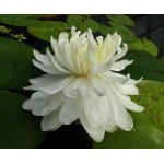 lilia-wodna-white-1000-petals_2007.jpg