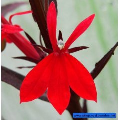 Lobelia fulgens Queen Victoria