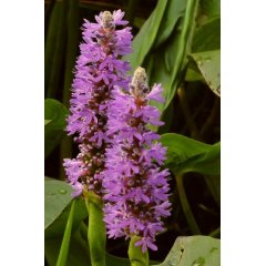 Pontederia Rosea