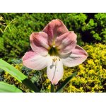 amarylis-rosy-star_2571.jpg