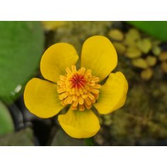 Grążel miniaturowy Shimadae