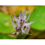 heterantera_2452.jpg