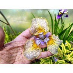 Kosaciec żółty ALLY OOPS