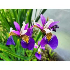 Kosaciec żółty Regal Surprise