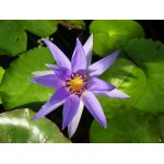 lilia-wodna-colorata_1830.jpg