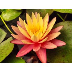 Lilia wodna Gregg\'s Orange Beauty