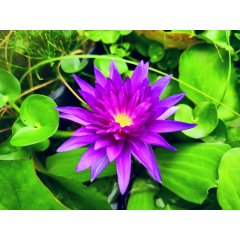 Lilia wodna King of Siam