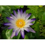 lilia-wodna-purple-joy_2397.jpg