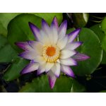 lilia-wodna-purple-joy_2398.jpg