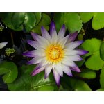 lilia-wodna-purple-joy_2399.jpg