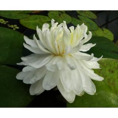 Lilia wodna White 1000 Petals