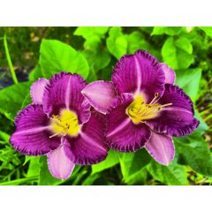  Liliowiec Entrapment