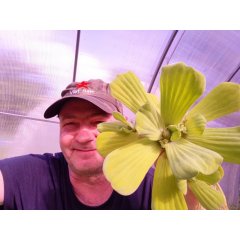 Pistia XXL
