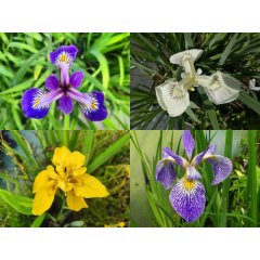 Zestaw irysów wodnych